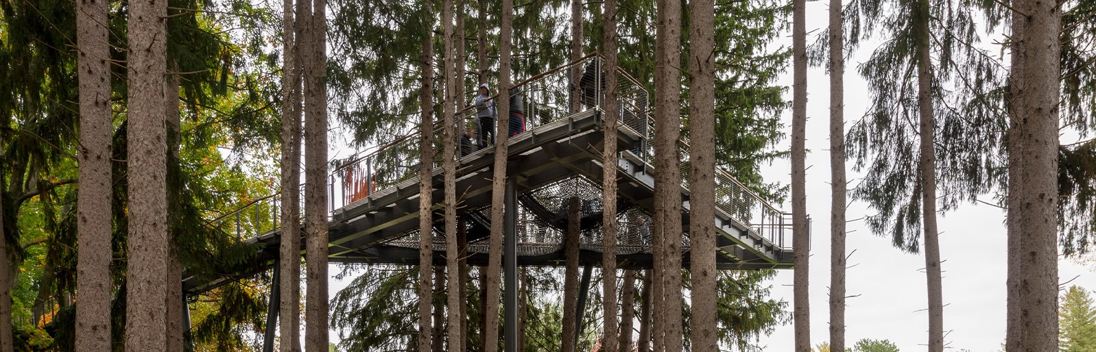 Whiting Forest Canopy Walk in Midland, Michigan